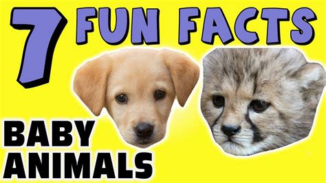 Top 115 Fun Facts About Cute Animals