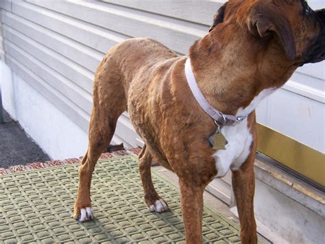 Endless Hives Boxer Forum Boxer Breed Dog Forums