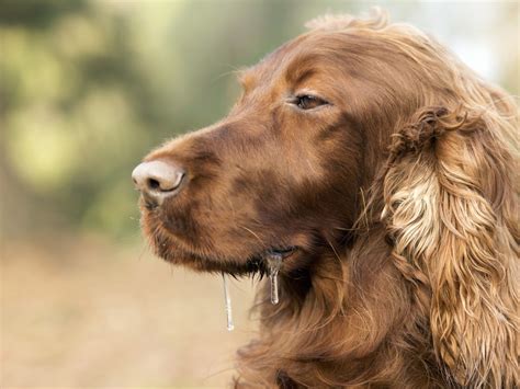 Dog Drooling When Its Normal And When Its Not Vets Now