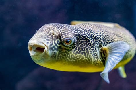 Freshwater Pufferfish Care Guide Diet And Tank Info Petsoid