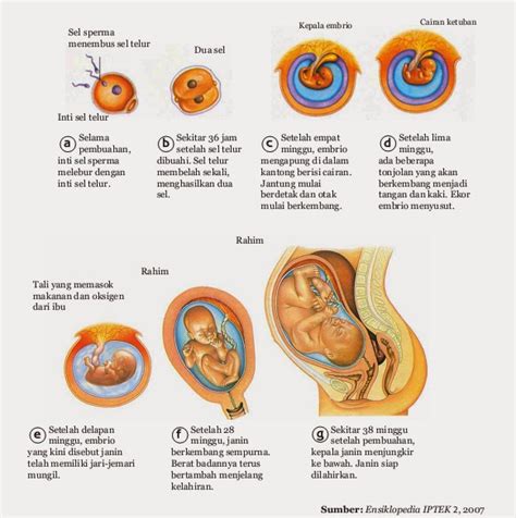 Dalam perkembangannya, bayi yang akan . perjalanan: Konsep dasar embriologi