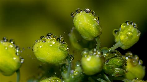 When you use a moisture gauge, as opposed to following a watering schedule, your plants will get the. Tiny Water Droplets on Plants - Photorasa Free HD Photos