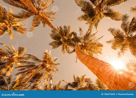Tropical Palm Trees From A Low Point Of View In Sunset Looking Up Palm