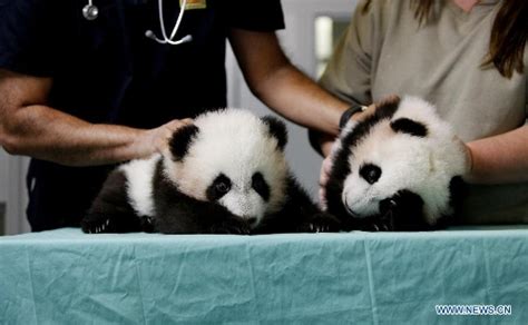 Twin Giant Panda Cubs Get Medical Checkups In Atlanta Global Times