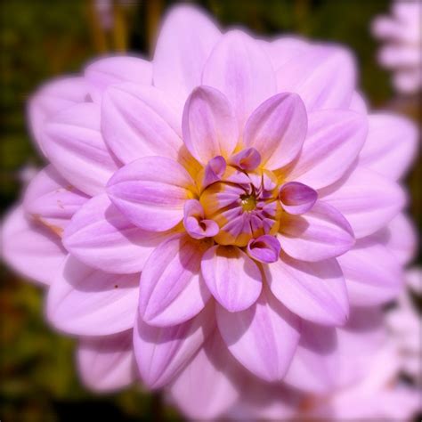 Purple Dahlia Flower Close Up Free Image Download