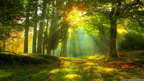 Beautiful Forest Wallpaper 53 Images