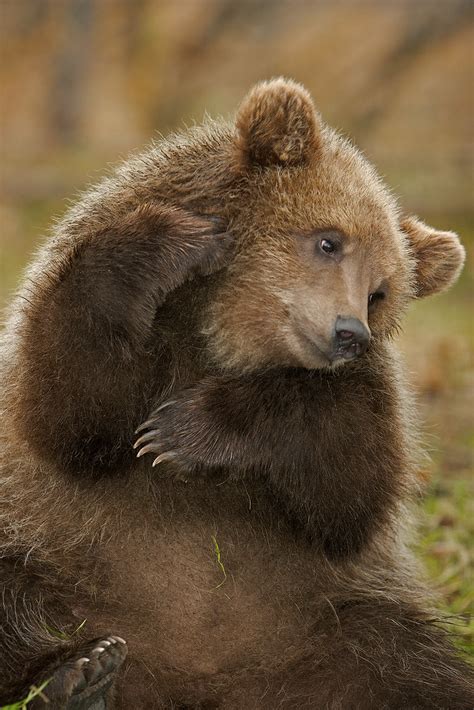 Brown Bear Cub With An Itch Cute Little Brown Bear Cub Giv Flickr