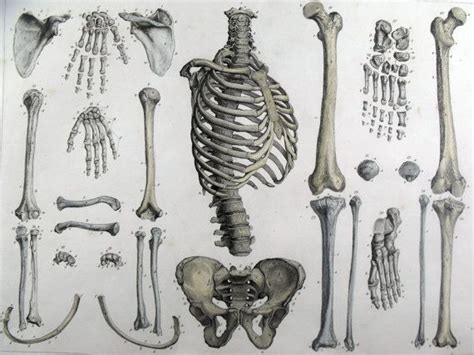 The rib cage has three important purposes : 1830 RIB CAGE Bones Anatomy Spine Hips FOLIO by ...