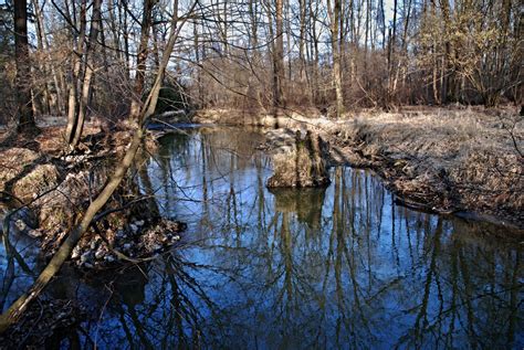 Free Images Landscape Tree Water Nature Forest Swamp Wilderness