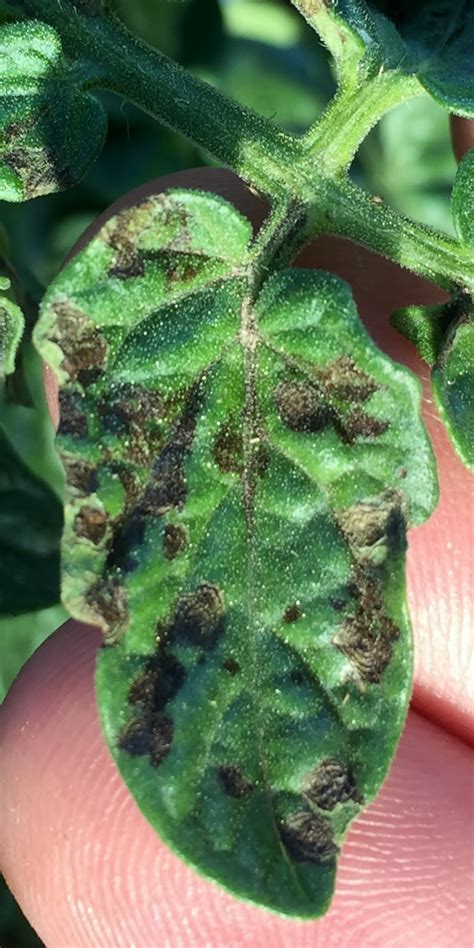 Nmsu Plant Clinic Tomato Leaf Spot Diseases