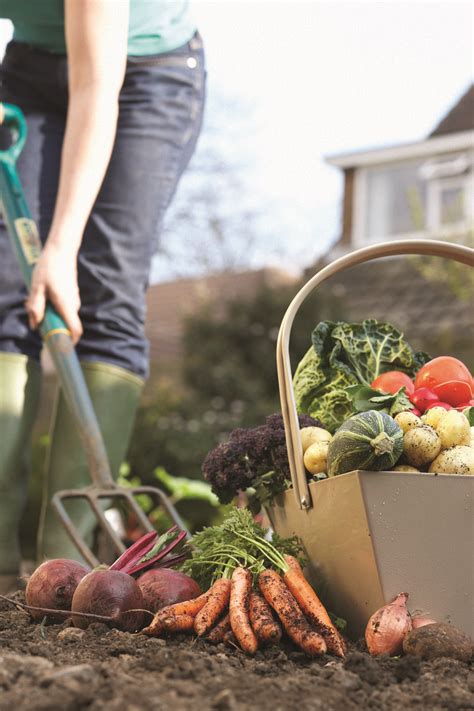 Have A Go At Growing Your Own Veg Vegetable Garden For Beginners