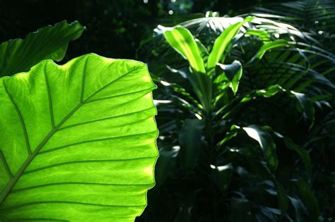 Tropical Leaf Free Photo Download Freeimages