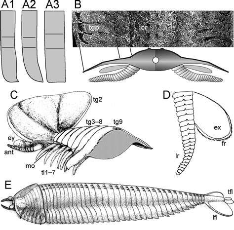 Details And Reconstructions A Comparison Of The Uncovered Tergites