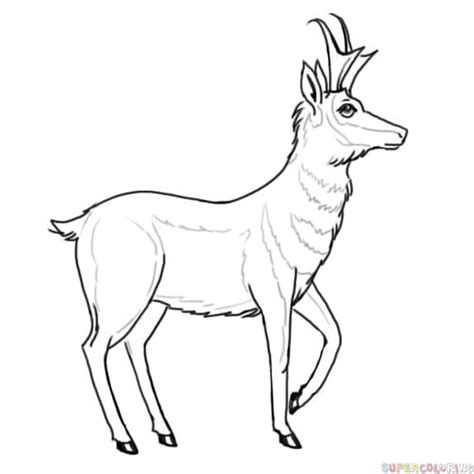 Pronghorn antilocapra americana coloring pages. Pronghorn coloring, Download Pronghorn coloring for free 2019