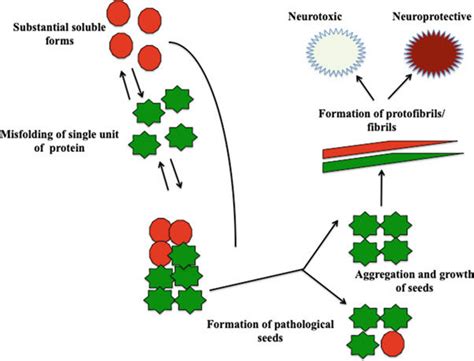 Mechanism Of Protein Folding In Prion Diseases Download Scientific