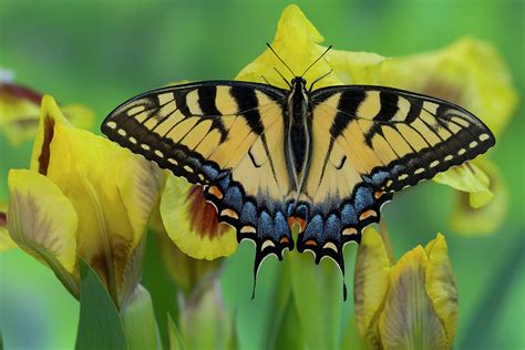 Eastern Tiger Swallowtail Butterfly Photograph By Darrell Gulin Fine