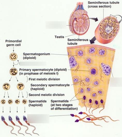 Spermatogenesis Diagram Quizlet