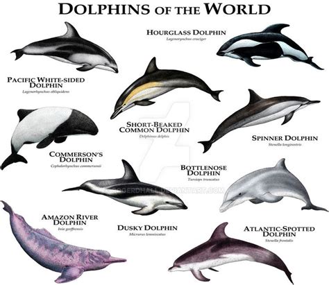 726 Best Dolphins Images On Pinterest Dolphins Animals And Ocean Life