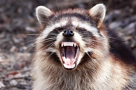What Sounds Does A Raccoon Make Aaac Wildlife Removal Of Roanoke