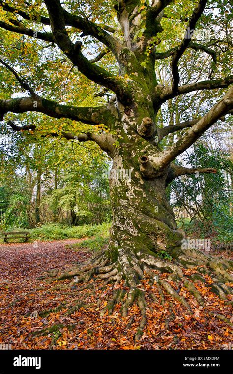 Twisted Beech Tree Fagus Sylvatica Ancient Tree Tehidy Cornwall Uk
