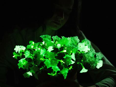 Bioluminescent Petunia To Light Gardens And Homes At Night Crop