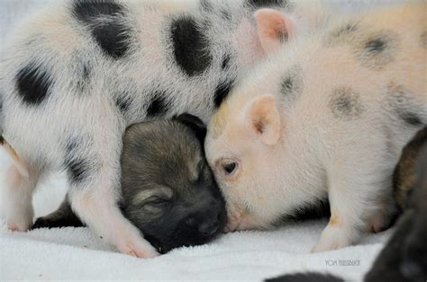 Check spelling or type a new query. Photos: Mini Piglets And German Shepherd Puppies Play Together