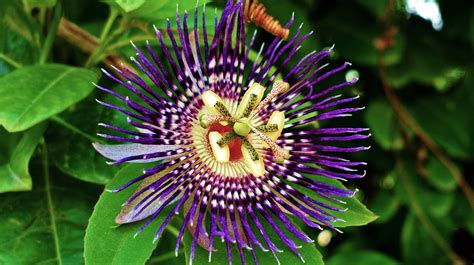 We're constantly adding new content, so be sure to check back often! Passion Flower HD Wallpapers