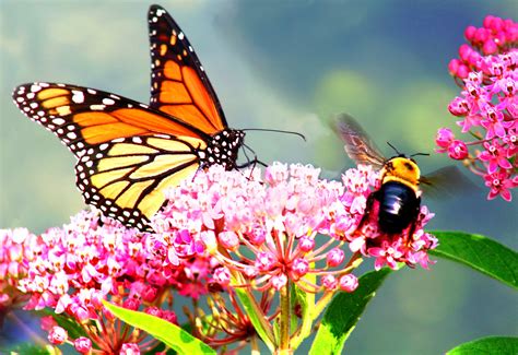 Butterfly And Bee Jigsaw Puzzle