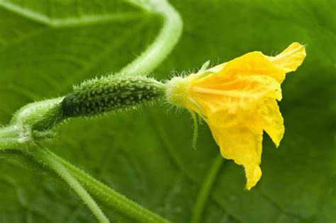 How To Plant And Grow Cucumbers Harvest To Table