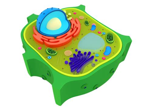 What Is A Plant Cell Model