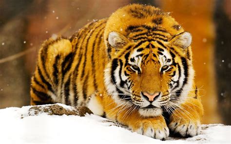 Siberian Snow Tiger Wallpapers Hd Wallpapers Id 9159