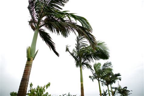 Palms At Hurricane Stock Photo Download Image Now Istock