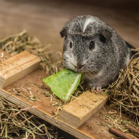 Crested Guinea Pigs Crested For Sale