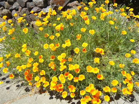 A Glorious Garden Of California Poppies California Native Plants