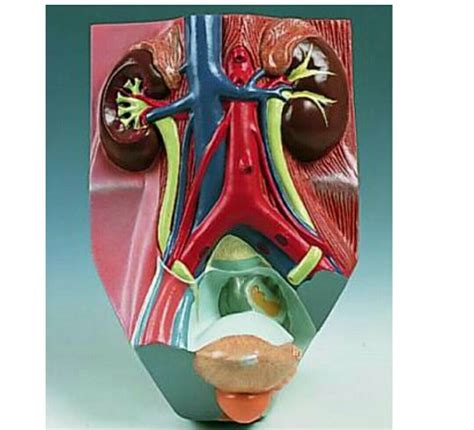 Human Urinary System Model At Rs 3800 Anatomical Models In Mumbai