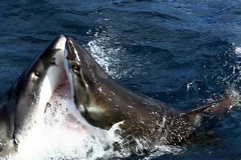 Jaws Wars Great White Shark Takes On Another Great White