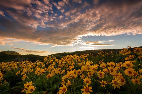 Wasatch Mountain Wildflower Sunset Utah Scenic Photography Clint