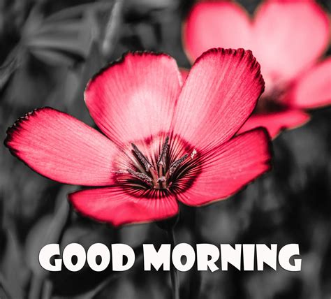 Good Morning Images Hd 1080p Download 2021 Best And Latest Good