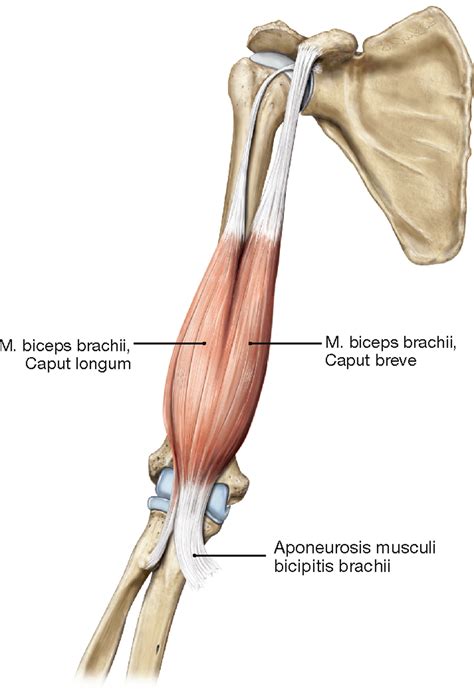 Biceps Brachii Muscle Anatomie Anatomie Des Menschen