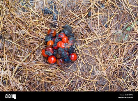 Animal Droppings Uk High Resolution Stock Photography And Images Alamy