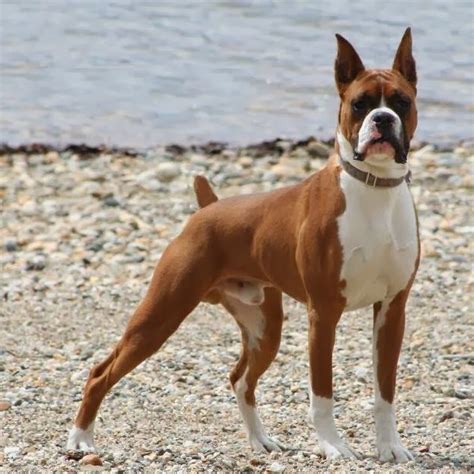 Medium Sized Dog Breeds With Short Hair Animals Photos Directory