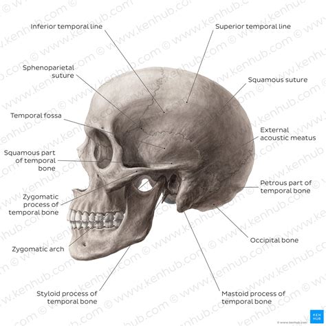 Temporal Fossa Anatomy Borders And Contents Kenhub