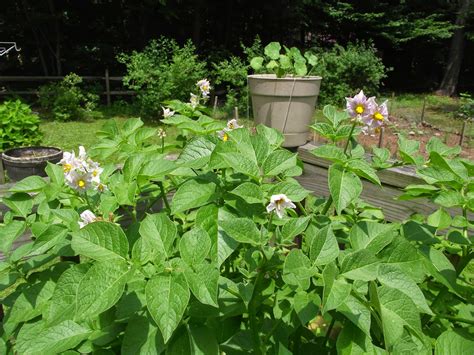 Share It Science Glimpse Of The Garden Week 7 Seed Potatoes