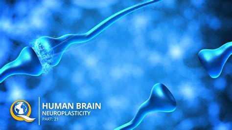 discover how to rewire your brain with neuroplasticity youtube