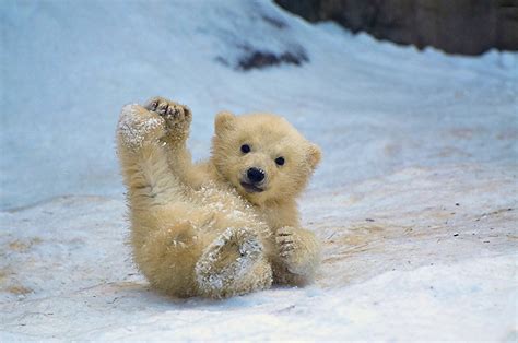 The Cutest Polar Bear In The World