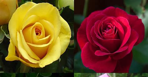 30 Macam Gambar Bunga Mawar Gambar Bunga Indah Riset