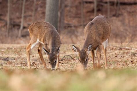White Tailed Deer Grazing Near Woods Stock Image Image Of White