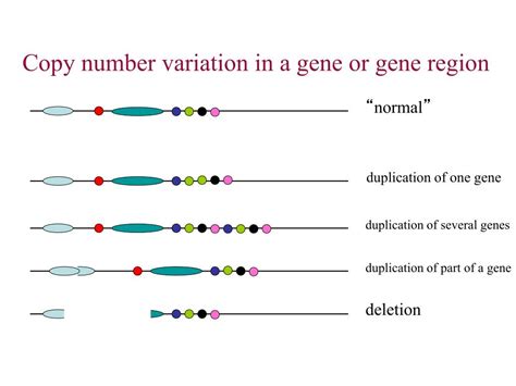 Ppt Copy Number Variation Powerpoint Presentation Free Download Id