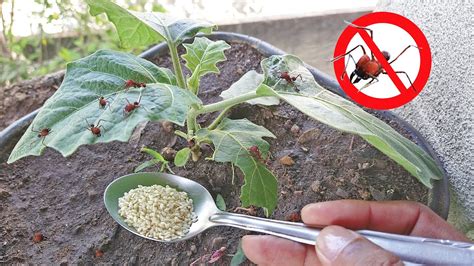 Como Acabar Com Formigas Na Horta Pomar E Jardim YouTube