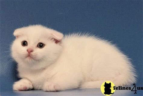 Scottish Fold Kitten For Sale Pure White Scottish Fold Female Kitten